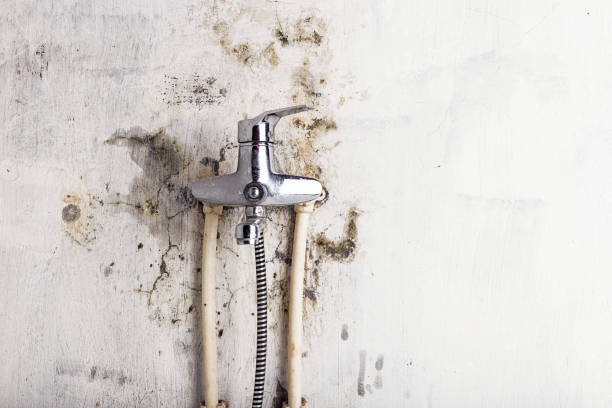 Best Same-Day Mold Removal  in Sleepy Eye, MN