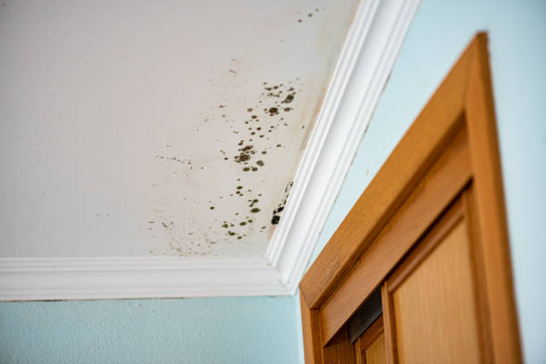 Professional Mold Removal in Sleepy Eye, MN