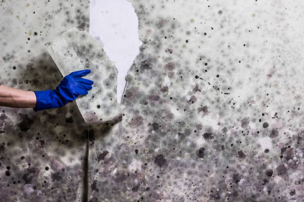 Best Crawl Space Mold Removal  in Sleepy Eye, MN